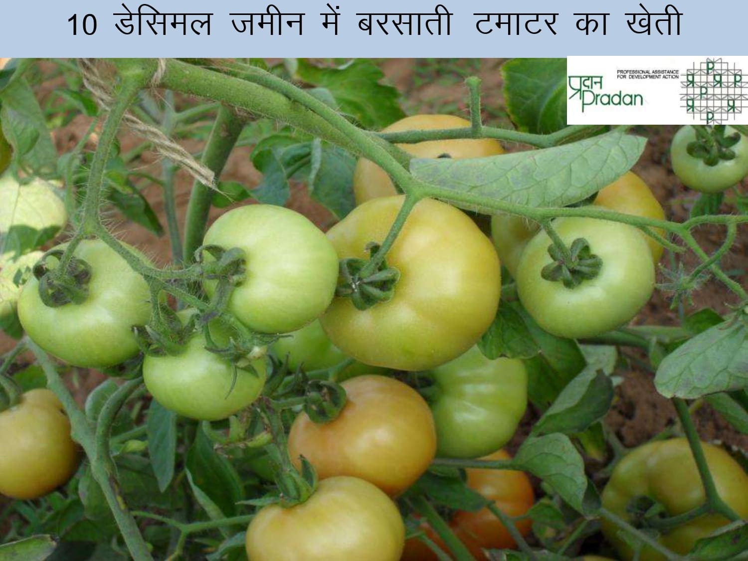 10 decimal Zameen Me Barsati Tamatar Ka Kheti _page-0001.jpg