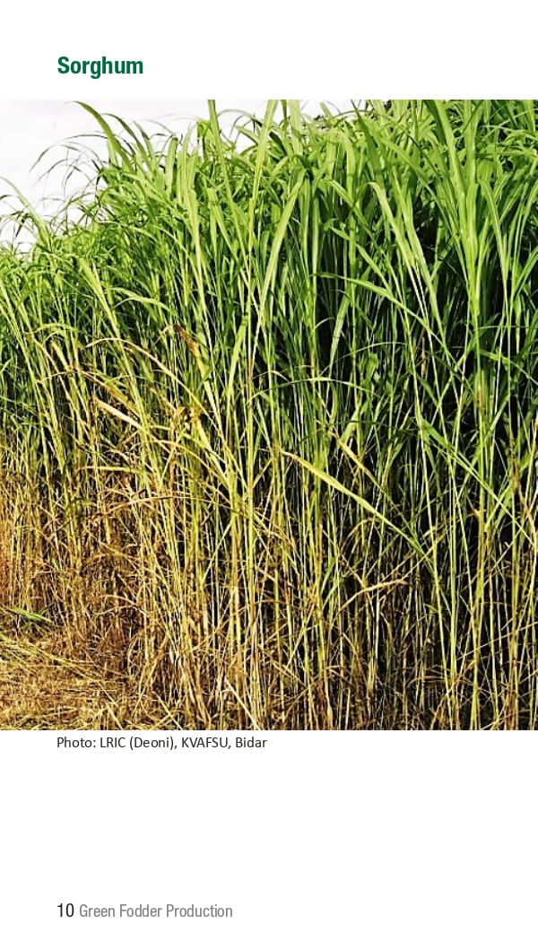 10 ICRISAT Green-fodder-production_Booklet_page-0016.jpg