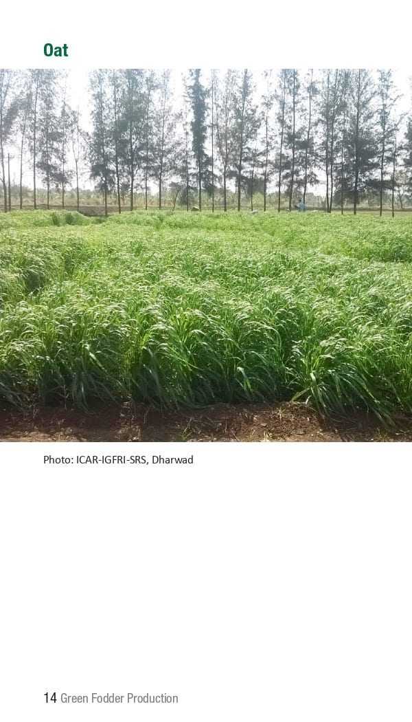 10 ICRISAT Green-fodder-production_Booklet_page-0020.jpg
