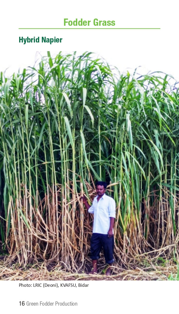 10 ICRISAT Green-fodder-production_Booklet_page-0022.jpg