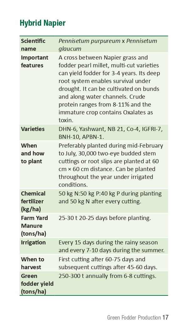 10 ICRISAT Green-fodder-production_Booklet_page-0023.jpg