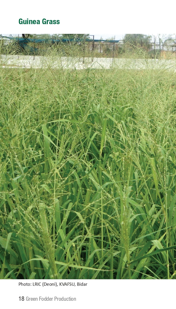 10 ICRISAT Green-fodder-production_Booklet_page-0024.jpg