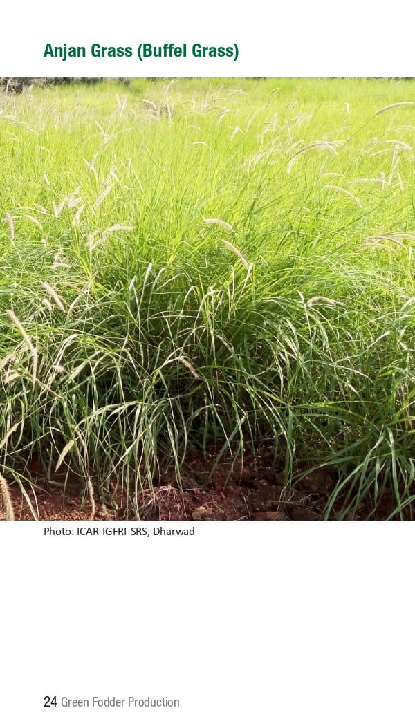 10 ICRISAT Green-fodder-production_Booklet_page-0030.jpg