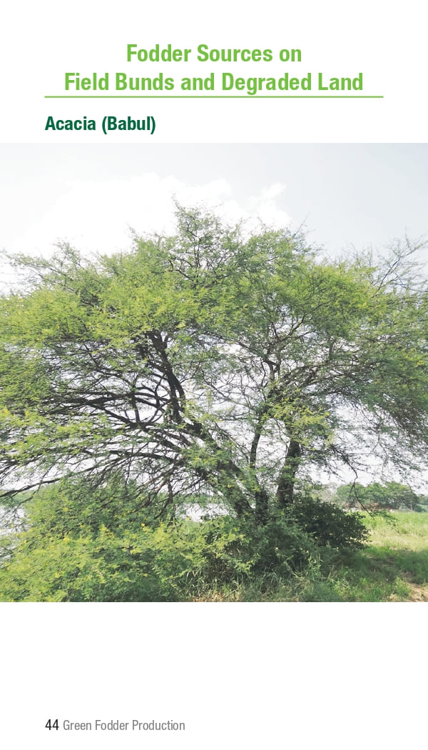 10 ICRISAT Green-fodder-production_Booklet_page-0050.jpg