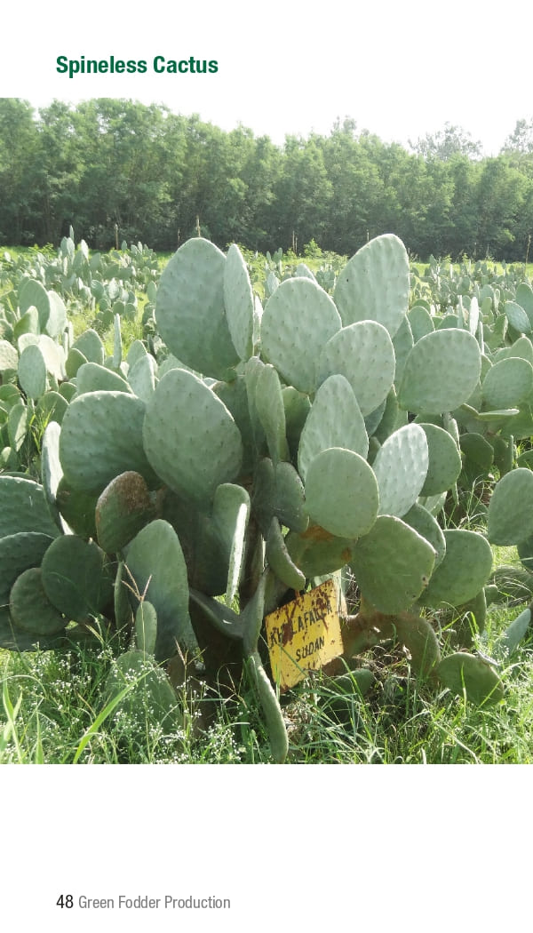 10 ICRISAT Green-fodder-production_Booklet_page-0054.jpg