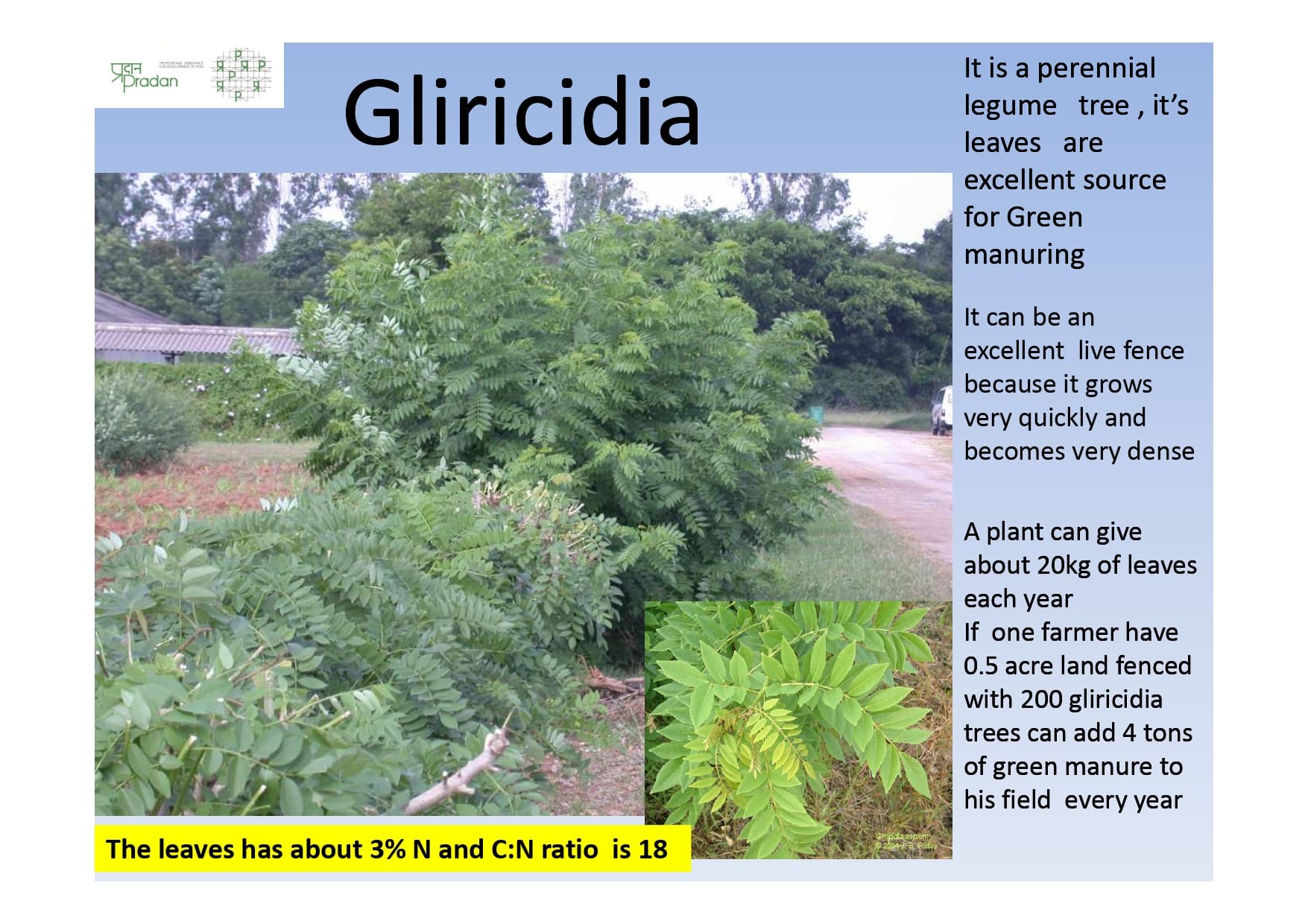 Gliricidia_page-0001.jpg