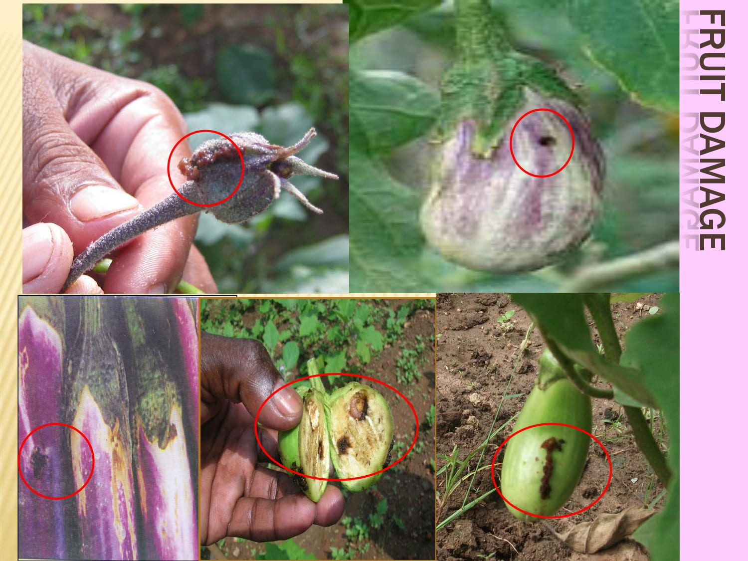 IPM in Brinjal _page-0003.jpg