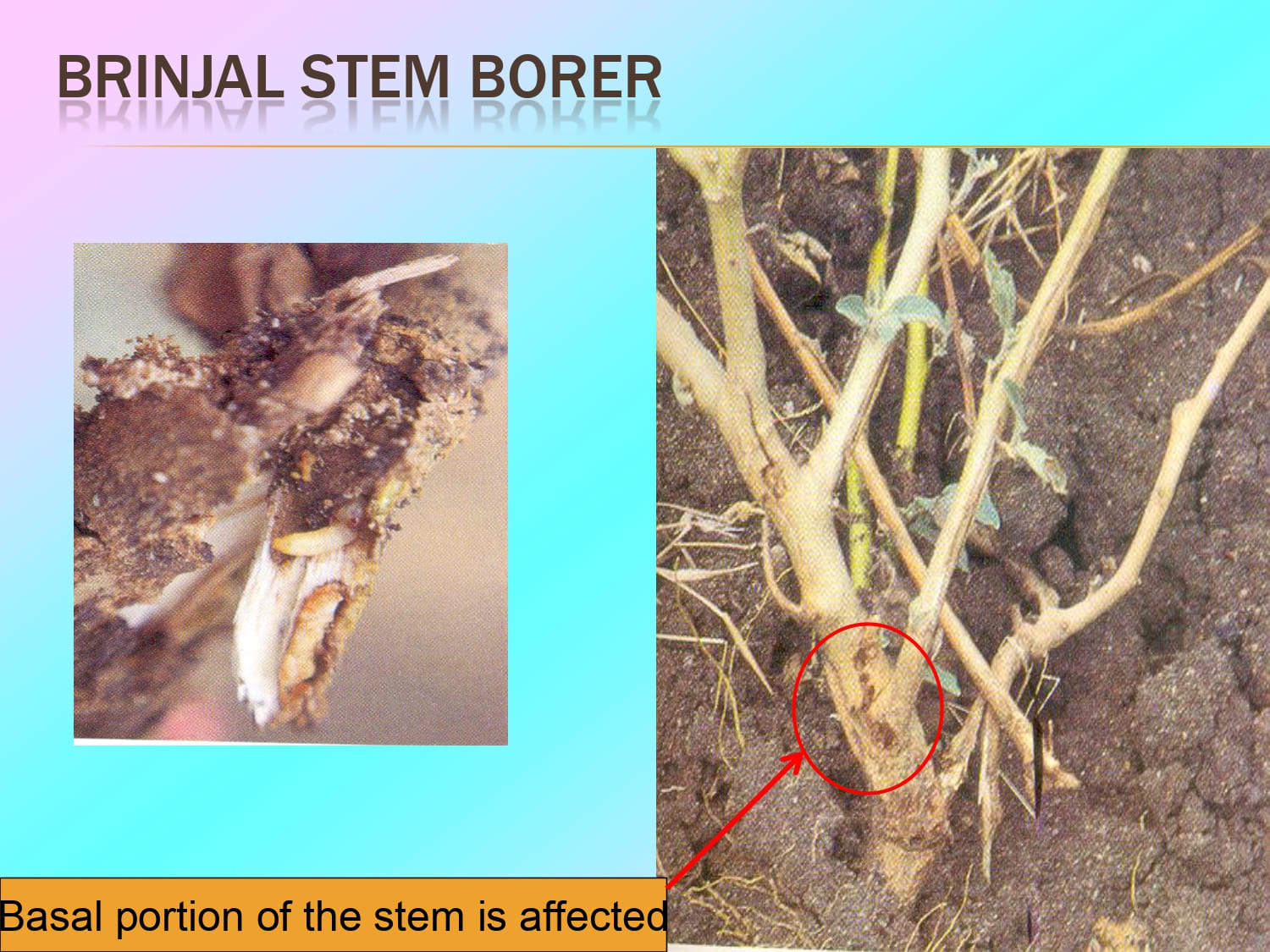 IPM in Brinjal _page-0008.jpg