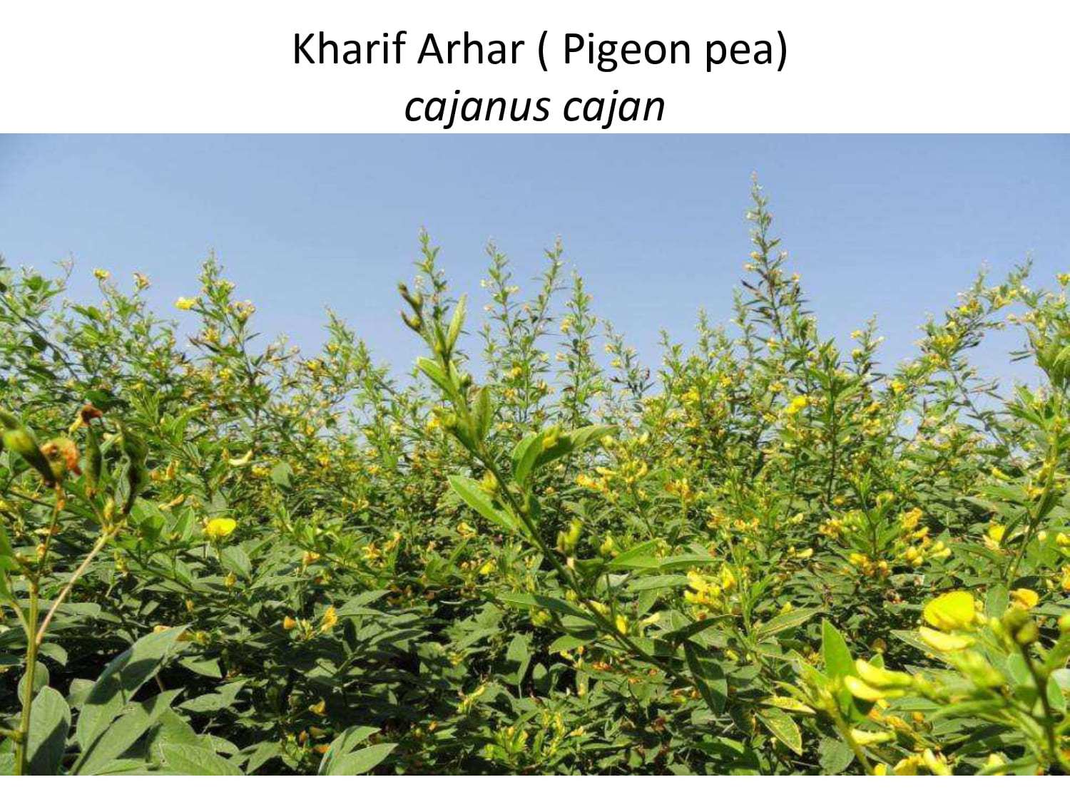 Kharif Arhar (Pegion Pea) _page-0001.jpg