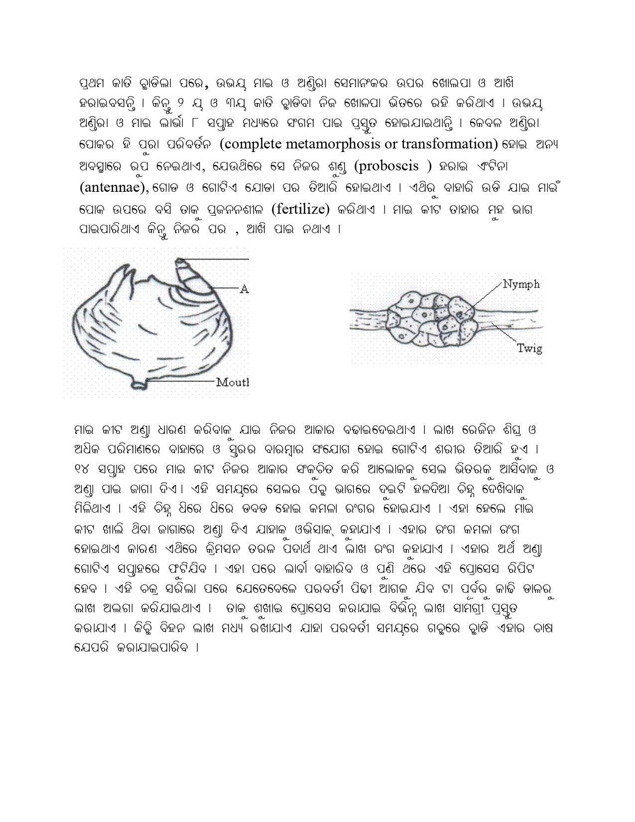 Lac Insect Life Cycle - Kerria Lacca _page-0002.jpg