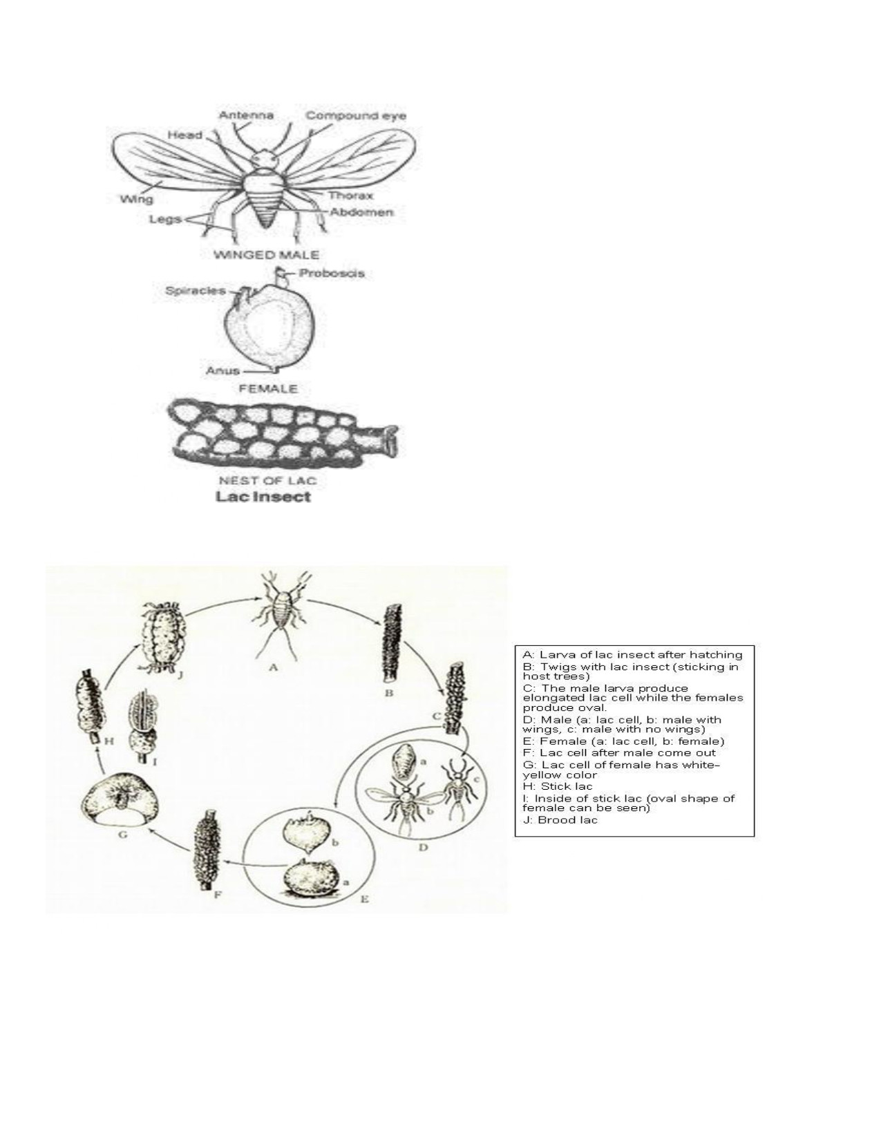 Lac Insect Life Cycle - Kerria Lacca _page-0003.jpg