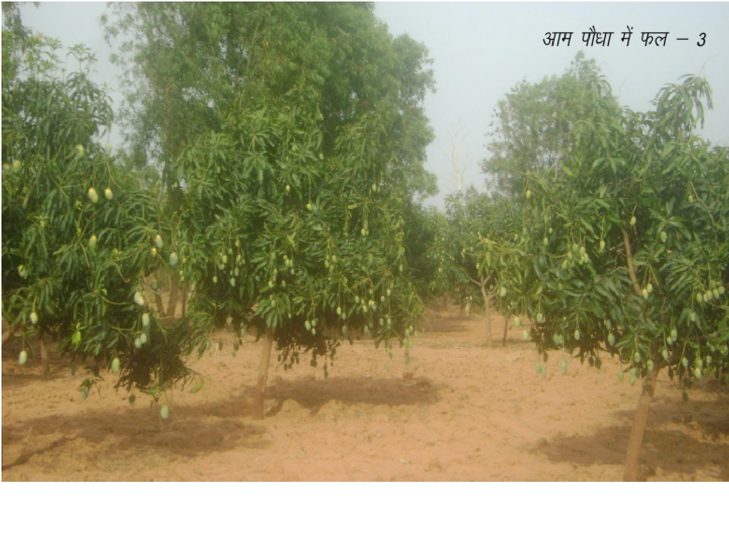 %22Aam%22 Kisan-page-00011.jpg